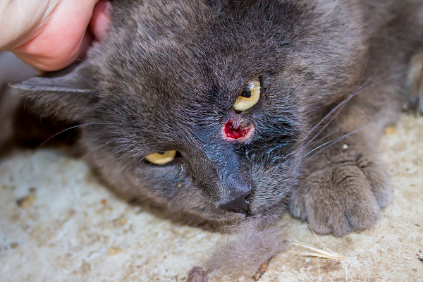 Abscesses in Cats