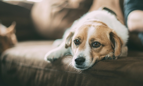 Acetaminophen Toxicity in Dogs