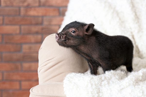 Veterinary Care for Mini-Pigs