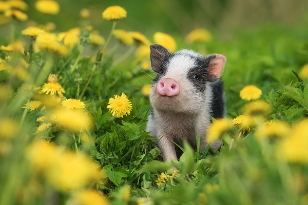 Common Health Problems Affecting Mini-Pigs - Part 1