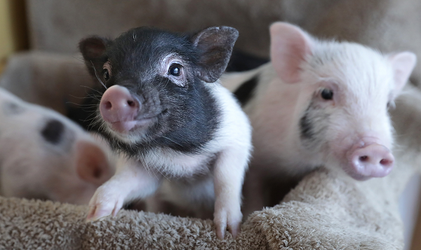 Common Health Problems Affecting Mini-Pigs - Part 2