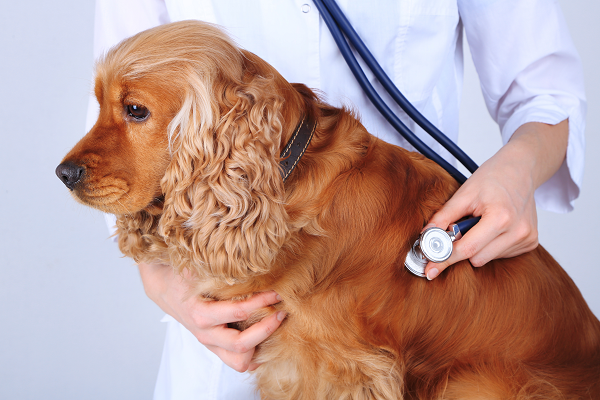 Chronic Bronchitis (Chronic Obstructive Pulmonary Disease) in Dogs