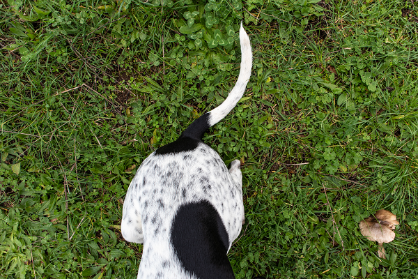 Stud Tail (Tail Gland Hyperplasia) in Dogs
