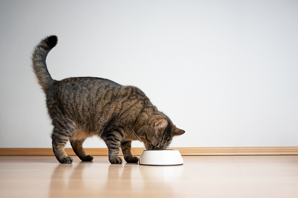 Nutrition for Cats with Diabetes Mellitus