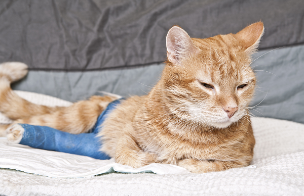 Hip Dislocation and Postoperative Care in Cats