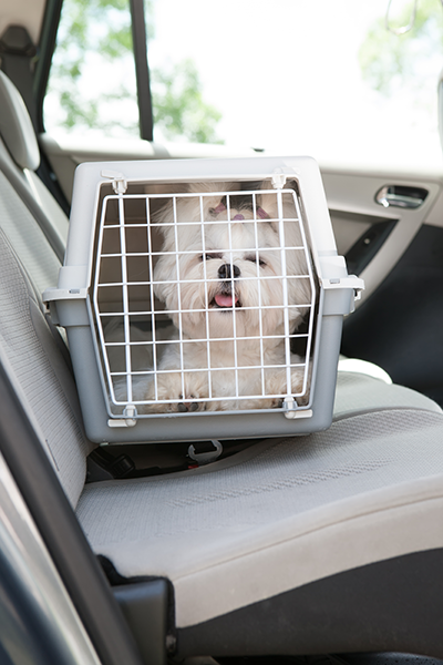 Motion Sickness in Dogs