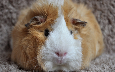 Owning Guinea Pigs